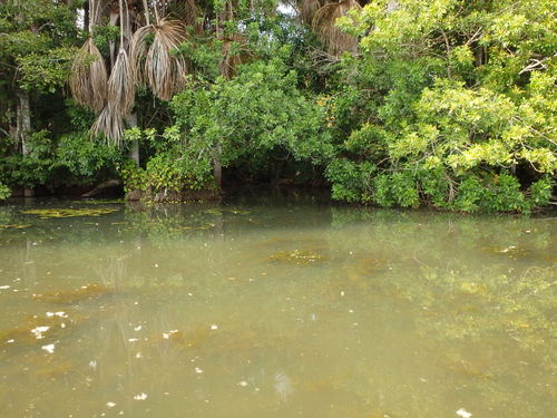 Lago Sandavol (Reserva Nacional Tambopata), Amazon, Peru.